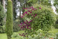 Clematis viticella 'Rubra' aux Burrows Gardens, Derbyshire, en août