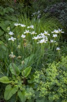 Iris 'Sibirica Alba' et Primula florindae forme à fleurs cuivrées avec Alchemilla mollis et Carex elata 'Aurea'