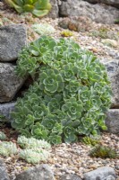 Aeonium haworthii - Pinwheel - planté dans du gravier