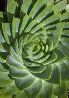 Aloe polyphylla - Aloès à feuilles multiples - formant une spirale de Fibonacci