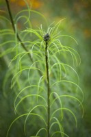 Le feuillage de Helianthus salicifolius - Tournesol à feuilles de saule