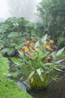 Thalia dealbata - drapeau alligator poudreux poussant dans un petit ruisseau lent avec Gunnera manicata, Darmera peltata - plante parapluie syn. Peltiphyllum peltatum et un bambou. Novembre