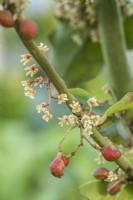 Amborella trichopodes. Gros plan de fleurs et de fruits femelles. Arbuste tropical persistant originaire de Nouvelle-Calédonie. Une forme primitive de plante à fleurs très rare en culture. Décembre.