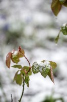 Nouvelle croissance sur une rose tachetée de neige dans une douche hivernale.