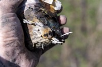 Faire des pots de plantation pour les semis à partir de vieux journaux. Ajout d'une graine, fève 'Monica' Vicia Faba, au sol. Les racines du semis ayant poussé poussent à travers le papier en décomposition du journal