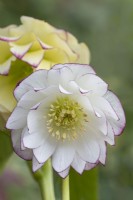 Helleborus x hybridus - Ashwood Garden Hybrids - Double White Picotee floraison au printemps - mars