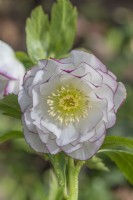 Helleborus x hybridus - Ashwood Garden Hybrids - Double White Picotee floraison au printemps - Février
