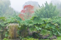 Vue sur Gunnera manicata - rhubarbe géante lors d'une journée d'automne brumeuse avec bambous et Rhus copallinum - sumac ailé, sumac nain, sumac de montagne en arrière-plan et miscanthus et ligularia. Novembre