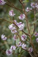 Daphné bholua 'Jacqueline Postill'