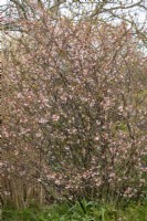 Chaenomeles speciosa 'Fleur de pommier' syn. Chaenomeles superba 'Moerloosii' - coing japonais