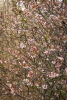 Chaenomeles speciosa 'Fleur de pommier' syn. Chaenomeles superba 'Moerloosii' - coing japonais
