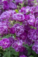 Rosa 'Veilchenblau', une rose pourpre magenta portant des grappes de petites fleurs parfumées en coupe en juin.