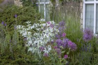 Eryngium giganteum - Miss Willmott's ghost - avec Allium cristophii, Cotoneaster horizontalis, Centranthus ruber - Valerian - et Linaria purpurea - Toadflax.