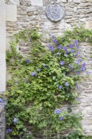 Clématite 'Perle D'Azur' poussant sur le mur de la Casita. Juillet. Été