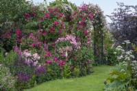 Rosa 'Ivor's Rose' palissé sur pergola avec R. 'Francois Juranville'. En plate-bande, R. standard 'Bonica' et R. 'Ivor's Rose' cultivés en arbuste.
