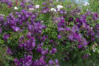 Rosa 'Veilchenblau', une rose pourpre magenta portant des grappes de petites fleurs parfumées en coupe en juin.