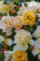 Rosa 'Amber Flower Carpet', une rose couvrant le sol portant des masses de riches roses ambrées à partir de juin.
