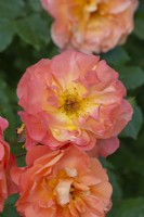 Rosa 'Westerland' (syn. 'Korwest'), un rosier arbuste portant des grappes de fleurs parfumées d'abricot orange de juin à l'automne.