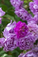 Rosa 'Mannington Mauve Rambler', une rose grimpante avec de grandes grappes de petites fleurs doubles au milieu de l'été.