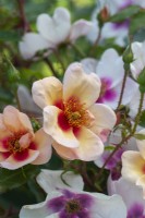 Rosa 'Smiling Eyes', un rosier buisson aux petites fleurs simples parfumées de juin qui changent de couleur avec l'âge.
