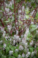 Tiarella 'Spring Symphony' - Fleur de mousse - plantée autour de la base de Cornus alba 'Sibirica' - Cornouiller de Sibérie