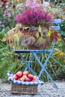 Bruyère en pot décorée d'une couronne de lierre de Boston et de pommes récoltées.