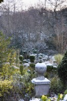 Fleuron saupoudré de neige dans un jardin d'hiver formel en décembre, parmi les conifères taillés, y compris l'if et le buis.