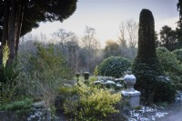 Fleuron saupoudré de neige dans un jardin à la française en décembre, parmi les conifères taillés, y compris l'if et le buis.