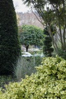 Un jardin de conifères en décembre comprenant le euonymus et le buis taillé, l'if et le Prunus lusitanica.