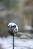 Seedhead d'artichaut avec de la neige en décembre.