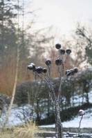 Seedheads d'artichaut avec de la neige en décembre.
