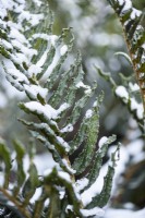 Blechnum chilense saupoudré de neige en décembre.