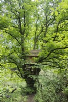 Cabane dans les arbres construite au sein d'un grand Acer pseudoplatanus. Peut