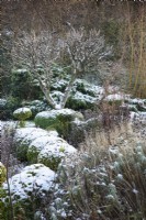Un vieux pommier parmi des monticules de buis coupé saupoudré de neige dans un jardin en décembre.