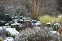Monticules de buis saupoudrés de neige dans un jardin en décembre, entrecoupés de graminées ornementales et de santoline.