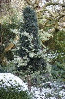 Euonymus fortunei 'Emerald Gaiety' serpentant à travers l'if taillé dans un jardin de décembre.