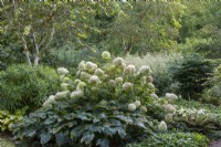 Dans un jardin boisé, un bouquet d'Hydrangea paniculata 'Limelight' syn. 'Zwijnenburg', qui à partir d'août porte de grandes panicules en forme de cône de fleurs blanc verdâtre.