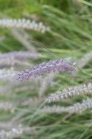 Pennisetum alopecuroides 'Hameln', herbe de fontaine chinoise, une herbe ornementale vivace formant des touffes avec des épillets blanc verdâtre, en automne.