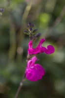Salvia microphylla 'Wild Watermelon', bébé sauge, arbuste persistant arbustif au feuillage aromatique et, à partir de juillet, des fleurs rose vif à gorge blanche.