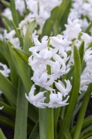Hyacinthus orientalis 'Ben Nevis', une jacinthe orientale parfumée aux fleurs blanches portées en mars et avril.