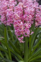 Hyacinthus orientalis 'Best Seller', une jacinthe orientale parfumée aux fleurs roses et blanches portées en mars et avril.