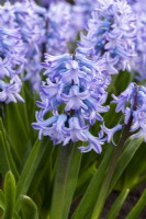 Hyacinthus orientalis 'Sarah Bateman', une jacinthe orientale parfumée élevée par Alan Shipp avec des fleurs bleu pâle portées en mars et avril.