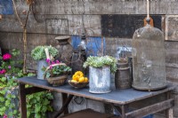 Une table d'appoint a de vieilles boîtes de conserve plantées de plantes grasses et des trugs de cyclamen et de courges à floraison automnale.