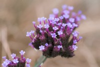Verbena bonariensis 'Lollipop', une forme naine de la plante vivace qui porte des fleurs violettes de l'été à l'hiver.