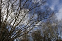 Betula ermanii Grayswood Hill (à gauche) des branches d'arbres contre un ciel bleu et des nuages. Devon
