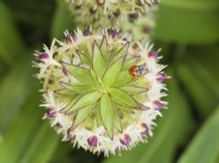 Coccinelle sur fleur d'Eucomis bicolor - Fleur d'Ananas