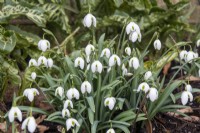 Galanthus 'Hippolyta' - perce-neige - février
