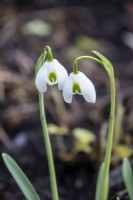 Galanthus 'Dionysus' - perce-neige - Février