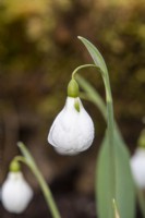 Galanthus plicatus 'Diggory' - perce-neige - Février