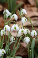 Galanthus 'Dionysus' - perce-neige - février